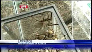 A Closer Look At Spiders
