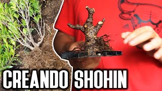 Así nace un BUEN shohin BONSAI