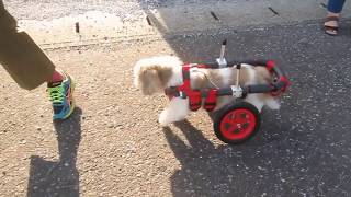 はな工房の犬用車椅子　シーズー犬　ティファちゃん♪