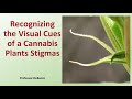 Recognizing the Visual Cues of a Cannabis Plants Stigmas