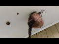 army ants build bridge to invade wasp nest viralhog