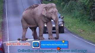 Ep 522 พลายเดี่ยวหลับภาพประทับใจและบทเพลง #เขาใหญ่#เพลงฮิต #wildlife #elephanthabitat #nature #ช้าง