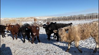 Lowe Ranches - 775# February Delivery Steers - 60 Head (Nanton, AB)