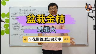 盆栽脆皮金桔和脆蜜金桔花期管理好了，不仅结的多，还能有鸡蛋大