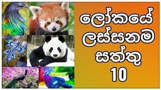 ලෝකයේ සිටින ලස්සන සතුන් 10 | Top 10 Most Beautiful Animals In The World