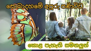 සොබාදහමේ සොඳුරු පණිවිඩකරුවෝ 2