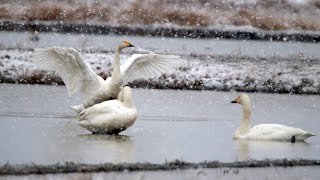 冬の使者「コハクチョウ」豊岡の水田で越冬中　昨年末に35羽が飛来