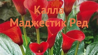 Калла обыкновенная Маджестик Ред (majestic red) 🌿 обзор: как сажать, луковицы каллы Маджестик Ред