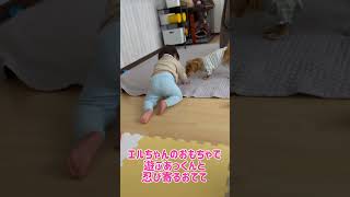 🐶のおもちゃで遊ぶ👶と忍び寄る✋ #赤ちゃん #双子 #baby #1歳1ヶ月 #いぬのいる生活 #赤ちゃんと犬 #twins#twinbabies #cute #dog #shorts