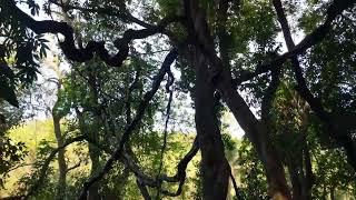 परमे गावची काळ्या देवाची देवराई, अजस्त्र गारंबीचा वेल (Sacred forest at Parme, Garambi climber)