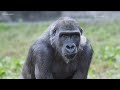 Gorillas at Zoo Atlanta test positive for virus that causes COVID-19