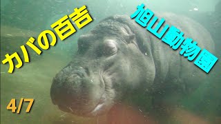 【4K60p】旭川市旭山動物園 カバ(百吉) たっぷりの💩で水が濁ってるぅ～    10ビットPanasonicデジタル4KビデオカメラX1500撮影映像