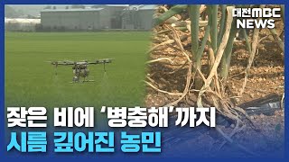 비·일조량 부족 \