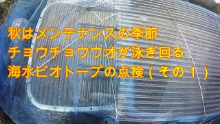 【海水魚の屋外海水ビオトープ飼育】海水ビオトープのメンテナンスについて （その1）