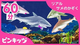 【60分連続】リアルなサメのかぞく | #babyshark​ | サメの家族 | 童謡 | どうぶつのうた | ピンキッツPINKFONG