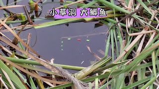 野钓，小草塘子鲫鱼多，黄金大鲫鱼钓着爽歪歪钓鱼 户外