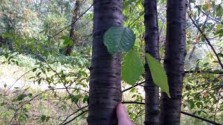 Cockspur Hawthorn Identified in the Forest