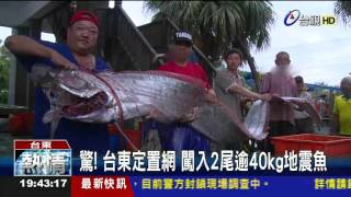 驚!台東定置網闖入2尾逾40kg地震魚