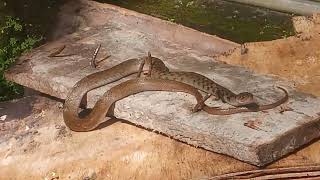 වැස්ස නිසා අව්ව තපින දිය නයා 🐍🤩 | A river basking in the sun because of the rain ( amazing snake )