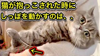 [I definitely want to know! ] 8 ways to understand a cat's feelings based on its tail!