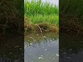 unbelievable hook fishing. fishing viralfishing hookfishing viralvideoシ fypviralシ