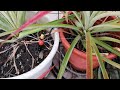 如何用盆栽種鳳梨與自動澆水 .how to plant pineapple in pot u0026 set up automatic watering.