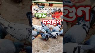 কবুতর কিভাবে পালবেন? #কবুতর #pigeon #পায়রা #kabootar #kobutor #kabutar #pigeonlover #birdslover