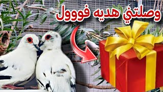 وصلتني اجمل هديه 🎁 من المتابعين + جوله داخل المحميه + انتاج الطيور فيديو ناااار