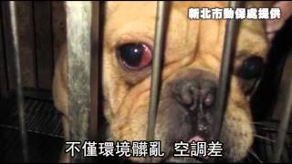 突擊惡劣繁殖場 救出17隻名犬--蘋果日報 20140319