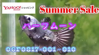 【ヤフーショッピングタ】ハーフムーン　メス10匹　03F0817 001から010