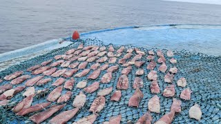 கடலில் எளிய முறையில் கனவா கருவாடு செய்முறை/TRYFISH EASILY MAKE IN SEA