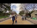 福岡西公園光雲神社⛩️桜参道！ ①福岡西公園の桜景色！