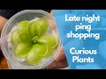 My late night pinguicula shopping from Curious Plants