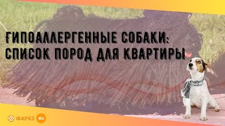 Гипоаллергенные собаки: список пород для квартиры