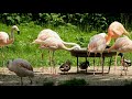 flamingo bird videos 4k 🦩 beautiful pink flamingos animals and nature