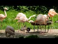 flamingo bird videos 4k 🦩 beautiful pink flamingos animals and nature