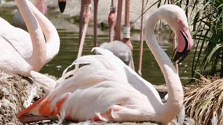 FLAMINGO Bird Videos 4K 🦩 Beautiful Pink Flamingos - Animals And Nature