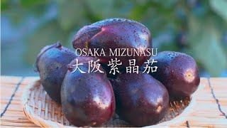 【30秒／30secs】泉州水なすプロモーション動画／OSAKA MIZUNASU promotional video／大阪紫晶茄宣傳片