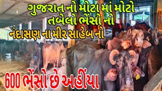 ગુજરાત નો મોટા માં મોટો તબેલો ભેંસો નો એટલે મીર સાહેબ નો !! આ તબેલા માં 600 ભેંસો છે  !!