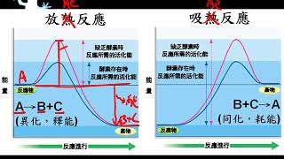 10601高一基礎生物1 3 06酵素的性質與活性一公