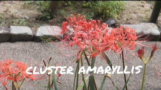 【gh5 mark ⅱ 】 北九州市 白野江植物公園 彼岸花 japanese Botanical Garden Cluster amaryllis