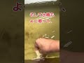 必見！お掃除風景公開！！part2 shorts ウーパールーパー　 うぱぐらむ　 うぱ暮　 水槽掃除