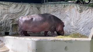 上野動物園（トラ・アザラシ・ペンギンなど）