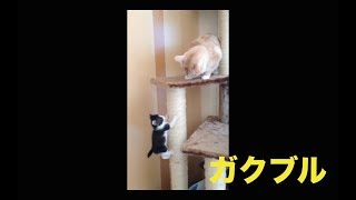 子猫が初めてキャットタワーに登る