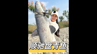 顺驰盘老板青鱼，怎么样钓的可还行？嘿嘿 #fishing #钓鱼 #户外