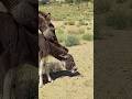 Donkey meeting with small donkey #donkey #animals #youtubeshorts #shortvideo #shortsviral #new