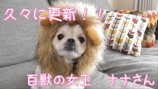 百獣の女王。【チワワxペキニーズ】ナナさん