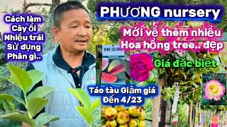 #298🇺🇸phuong Nursery ￼ mới về nhiều hoa hồng tree..￼ đẹp giá đặc biệt🌹￼ táo tàu giảm giá ￼💰👍￼