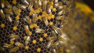 Wild Pollinators
