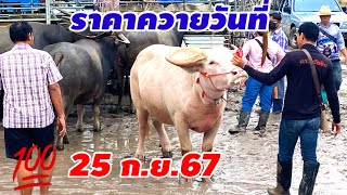 ราคาควายประจำวันพุธที่ (25 กันยายน 2567) ตลาดนัดบ้านหัน อ.เมือง จ.มหาสารคาม